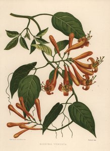 Flamevine或橙色trumpetvine Pyrostegia venusta（Bignonia venusta） 作者 不明